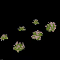 Lush Shrubs With Pink Flowers And Green Leaves In Different Arrangements