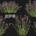 Various Flower and Grass Species Including Lanpu European Globeflower and Basil