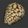 Conch Shell With Shiny Brown And White Spotted Conical Pattern On Dark Background 3d model