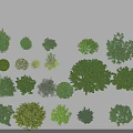 Various Types of Green Shrubs for Garden Landscaping and Outdoor Decoration