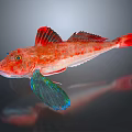 Red Fish With Vibrant Red Body And Green Blue Fins On Dark Background With Reflection