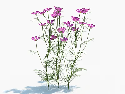 Blooming Purple Flowers With Slender Stems And Green Leaves On White Background 3d model