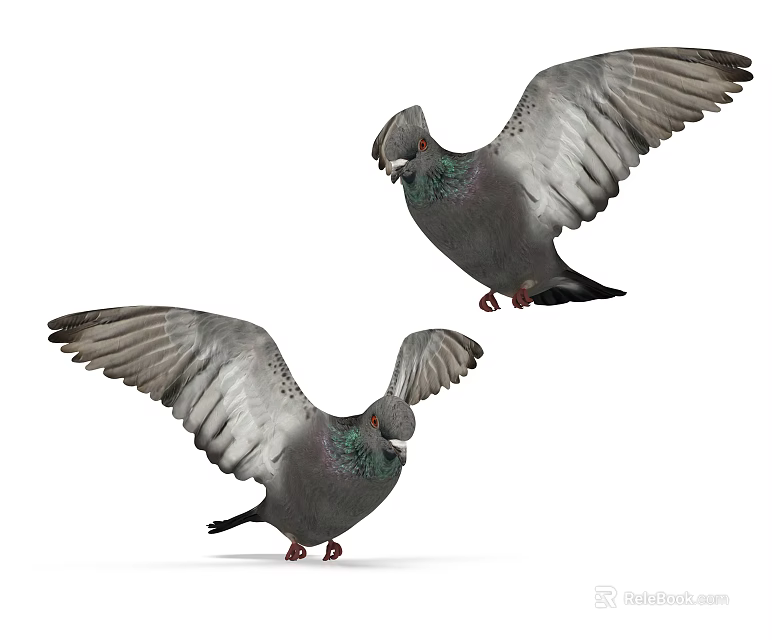 Two Gray Pigeons with Spread Wings Gracefully Flying in Clear Open Air 3d model 