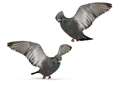 Two Gray Pigeons with Spread Wings Gracefully Flying in Clear Open Air 3d model