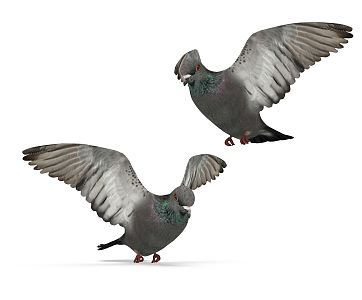 Modern pigeons 3d model