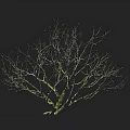 Leafless Tree With Bare Branches Against Black Background And Textured Trunk 3d model