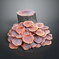Cluster Of Pinkish Mushrooms Growing On Woody Tree Stump Background