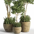 Green Bonsai Trees With Different Heights Thin Trunks And Lush Leaves Planted In Flower Pots
