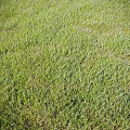 Decorative Ornament Set Arrangement On Lush Green Grass Lawn Area
