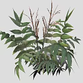 Healthy Green Plants Showcasing Diverse Leaf Shapes Slender Stems And Deep Green Foliage