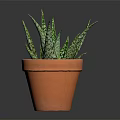 Healthy Green Succulent Plant with Spotted Leaves in Terracotta Pot on Dark Background