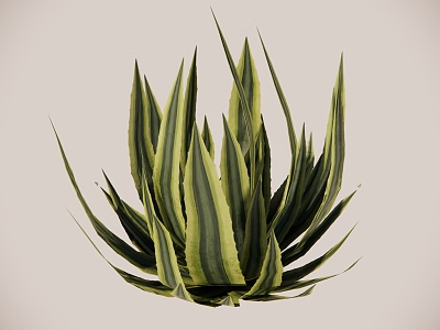 agave succulent agave yellow heart agave american agave plant flowers shrub vegetation 3d model