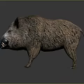 Realistic Wild Boar 3D Model With Rough Fur And Prominent Tusks Standing On Gray Background