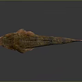Unique Fish With Spiny Fins Elongated Body And Brown Orange Coloration