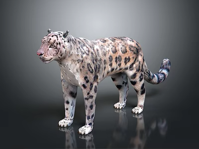 Snow Leopard Model with Spotted White and Black Fur in Standing Pose 3d model