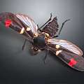 Black Insect with Red and Yellow Spots on Wings Macro View on Dark Background