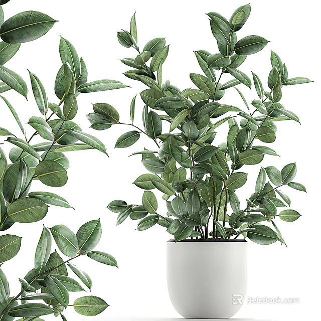 Lush Green Potted Plant With Fresh Foliage In White Ceramic Pot 3d model 