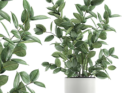 Lush Green Potted Plant With Fresh Foliage In White Ceramic Pot 3d model