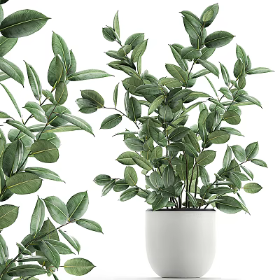 Lush Green Potted Plant With Fresh Foliage In White Ceramic Pot 3d model