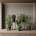 Modern Interior Decor With Multiple Bonsai Potted Plants And Black Planters On Shelf
