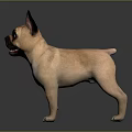 Fawn French Bulldog With Erect Ears Standing On Shiny Floor And Dark Background