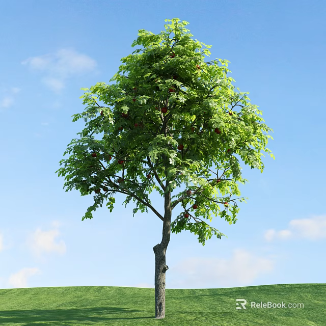 Tall Arbor With Lush Green Leaves And Fruits Under Blue Sky With White Clouds 3d model 