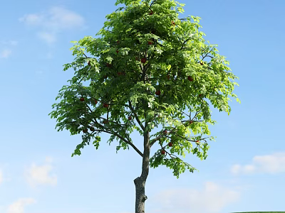 Tall Arbor With Lush Green Leaves And Fruits Under Blue Sky With White Clouds 3d model