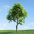 Tall Arbor With Lush Green Leaves And Fruits Under Blue Sky With White Clouds