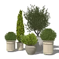 Bonsai and Potted Plants Featuring Various Shapes Sizes and Decorative Textured Ceramic Pots