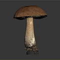 Fresh Wild Mushroom With Orange Spotted Cap And Brown Stalk Root Base