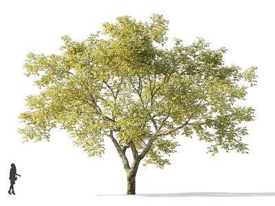 Arbor With Green Leaves And Sturdy Trunk And Small Figure Silhouette Beside It 3d model