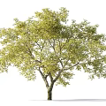 Arbor With Green Leaves And Sturdy Trunk And Small Figure Silhouette Beside It