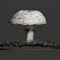 Modern mushroom straw mushroom poisonous mushroom 3d model