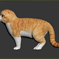 Cute Orange and White Scottish Fold Cat Standing on Dark Reflective Surface 3d model