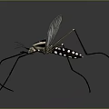 Detailed Mosquito With Transparent Wings Long Legs And Black White Body On Gray Background