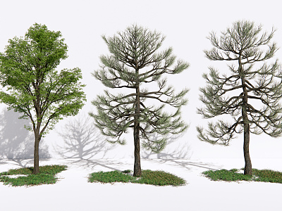 Modern Tree Landscape Pine model