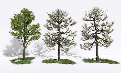 Modern Tree Landscape Pine 3d model