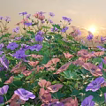 Colorful Garden Flowers With Purple Pink Blooms And Green Leaves At Sunset