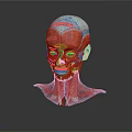 Human Head Anatomical Model Displaying Facial Organs Muscle Layers And Hair Growth Areas