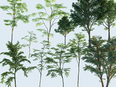 Collection Of Diverse Arbor Species With Various Heights And Foliage Shapes 3d model