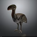 Realistic Dodo Bird 3D Model With Large Beak And Feathered Body Standing Pose