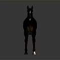 Realistic Black Horse With White Hooves Standing On Gray Background
