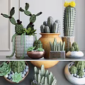 Decorative Cactus And Succulent Potted Plants In Various Ceramic Pots On Shelf