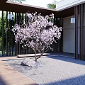 Tranquil Garden Landscape With Cherry Blossom Tree Gravel Ground And Wooden Screens