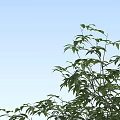 Modern Tree Pu Tree 3d model