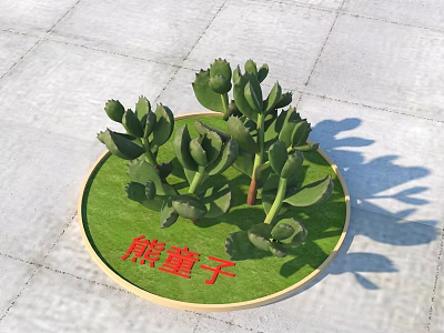 Succulent Bear's Paw Plants Arranged On Round Green Platform With Stone Floor Background 3d model