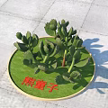 Succulent Bear's Paw Plants Arranged On Round Green Platform With Stone Floor Background