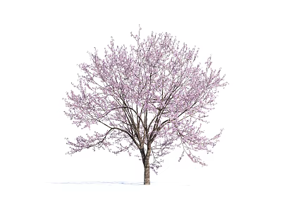 Blooming Arbor With Pink Blossoms And Lush Branches In Spring Season 3d model