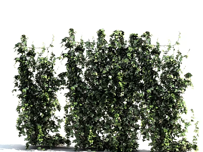 Lush Green Vines With Leafy Foliage As Natural Outdoor Wall Decor 3d model