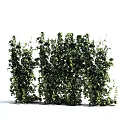 Lush Green Vines With Leafy Foliage As Natural Outdoor Wall Decor